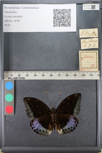 Media type: image;   Entomology 141258
